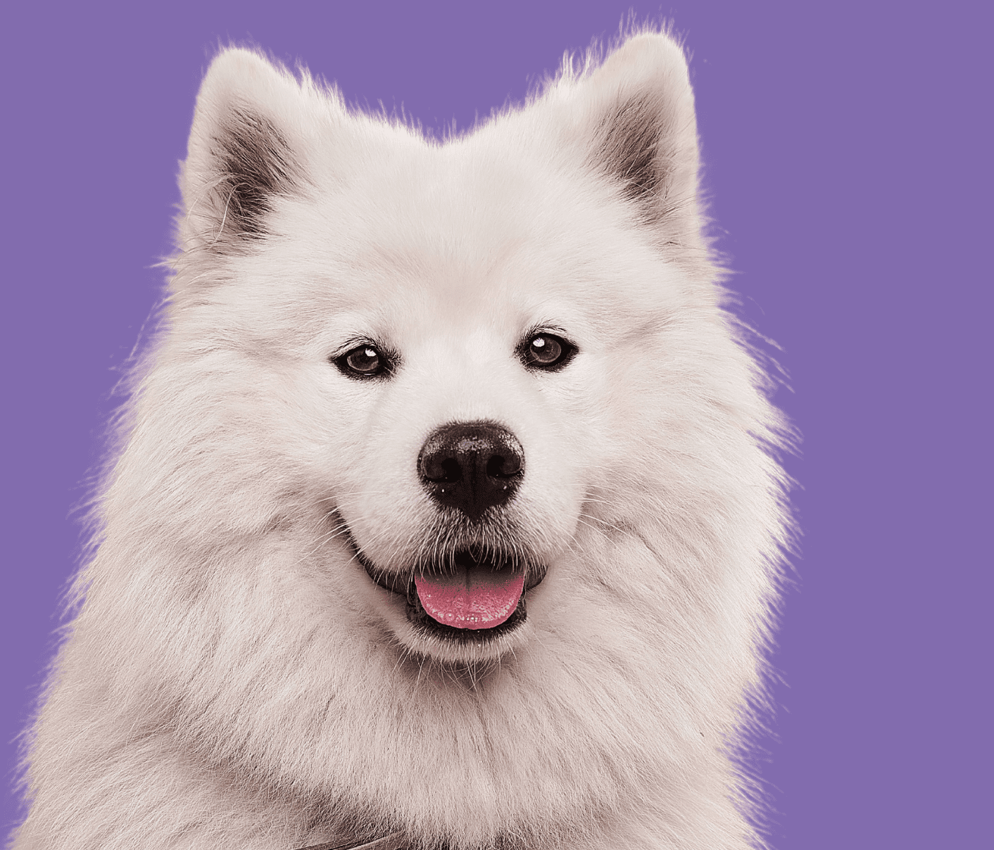 Hund framför lila bakgrund