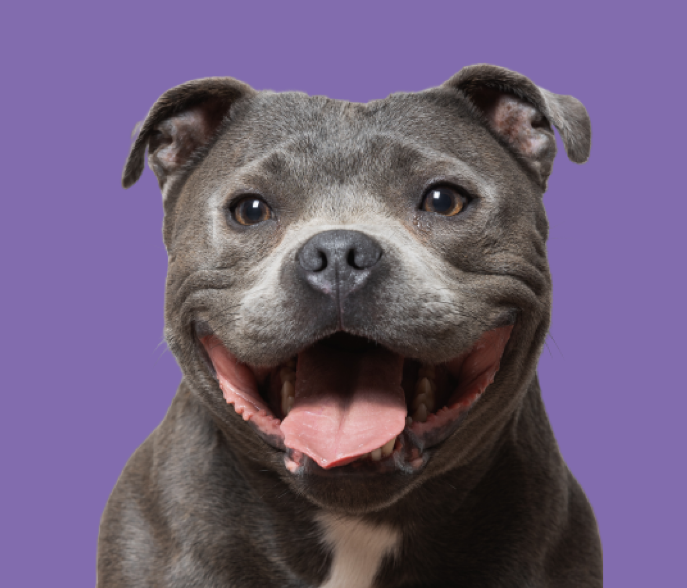 Hund framför lila bakgrund
