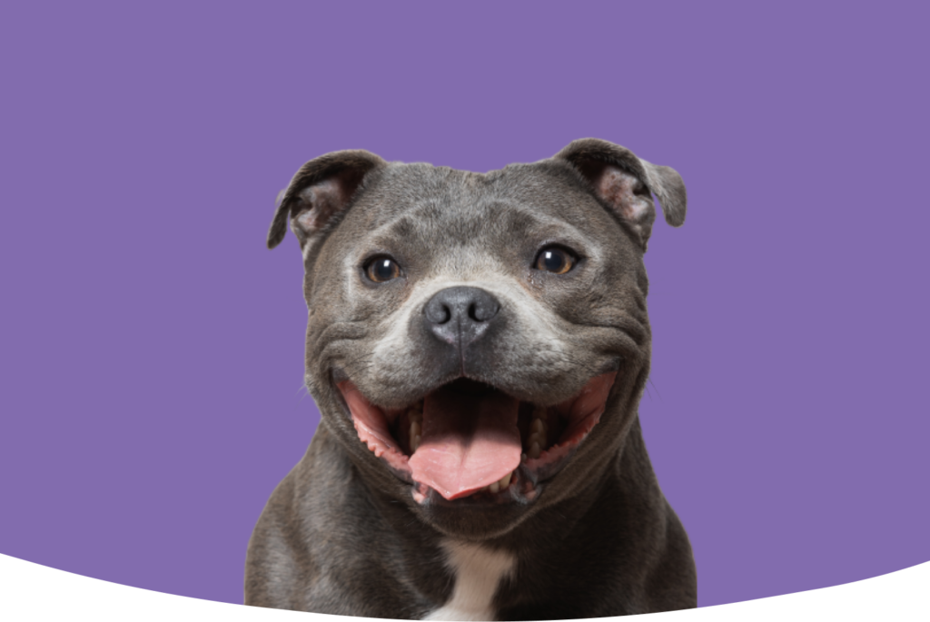 Hund framför lila bakgrund