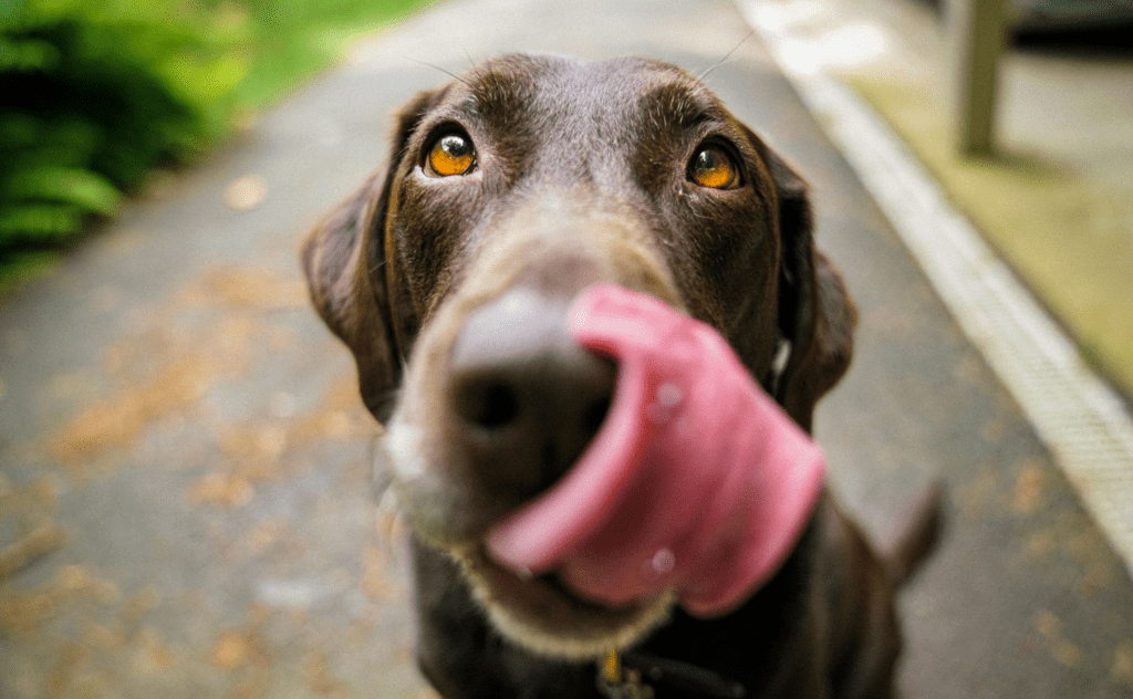 Söt brun hund ute på promenad med sin hundvakt