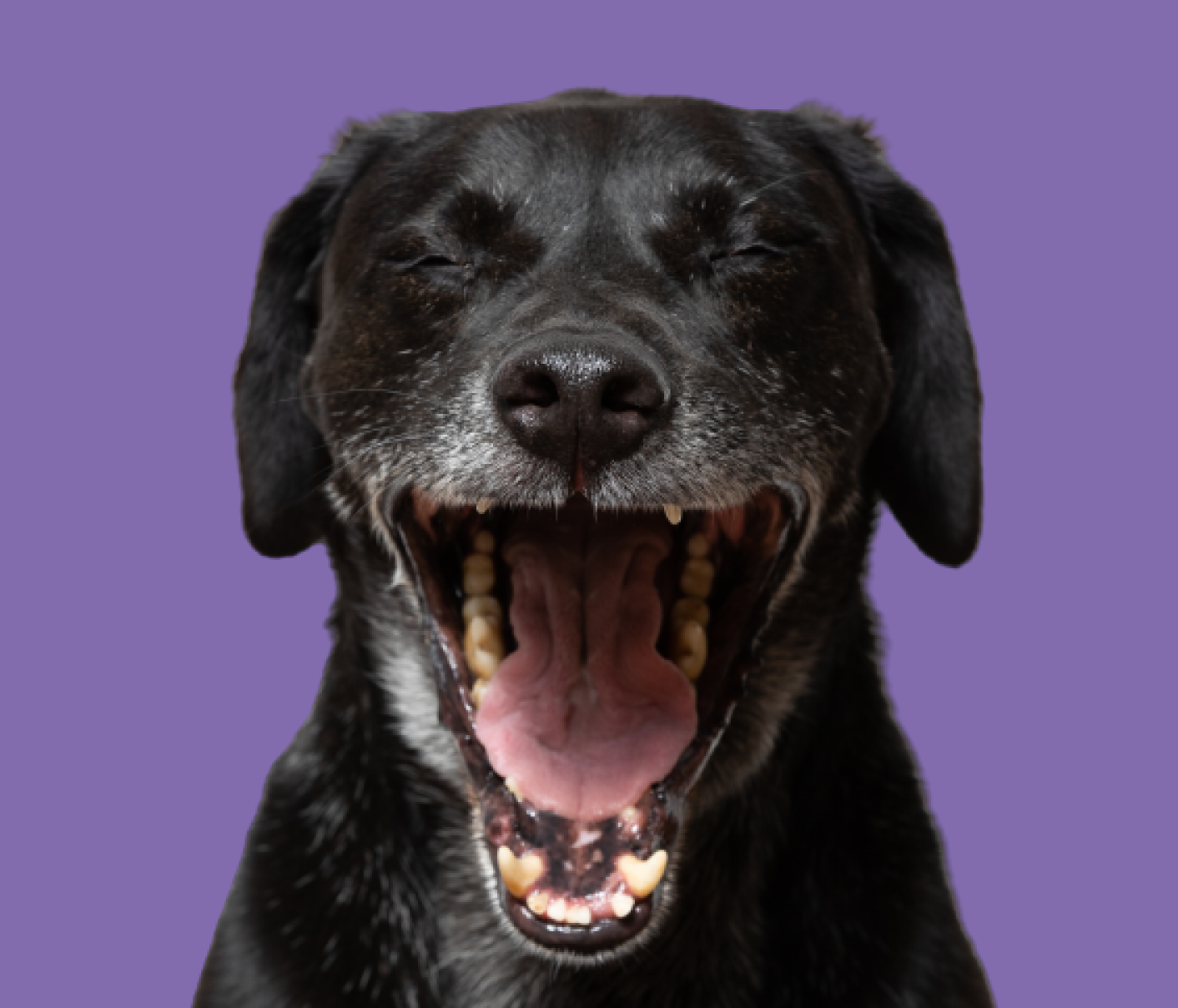 Hund framför lila bakgrund