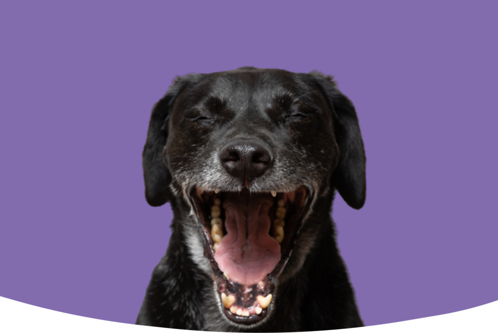 Hund framför lila bakgrund