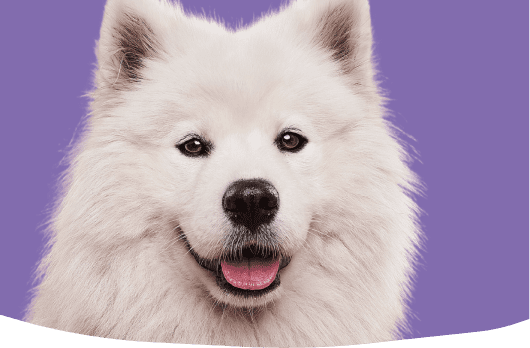 En söt hund framför en lila bakgrund