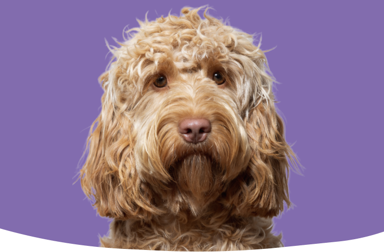 Hundvakt Lidingö | Leta bland + 800 Trestegs-verifierade hundvakter.