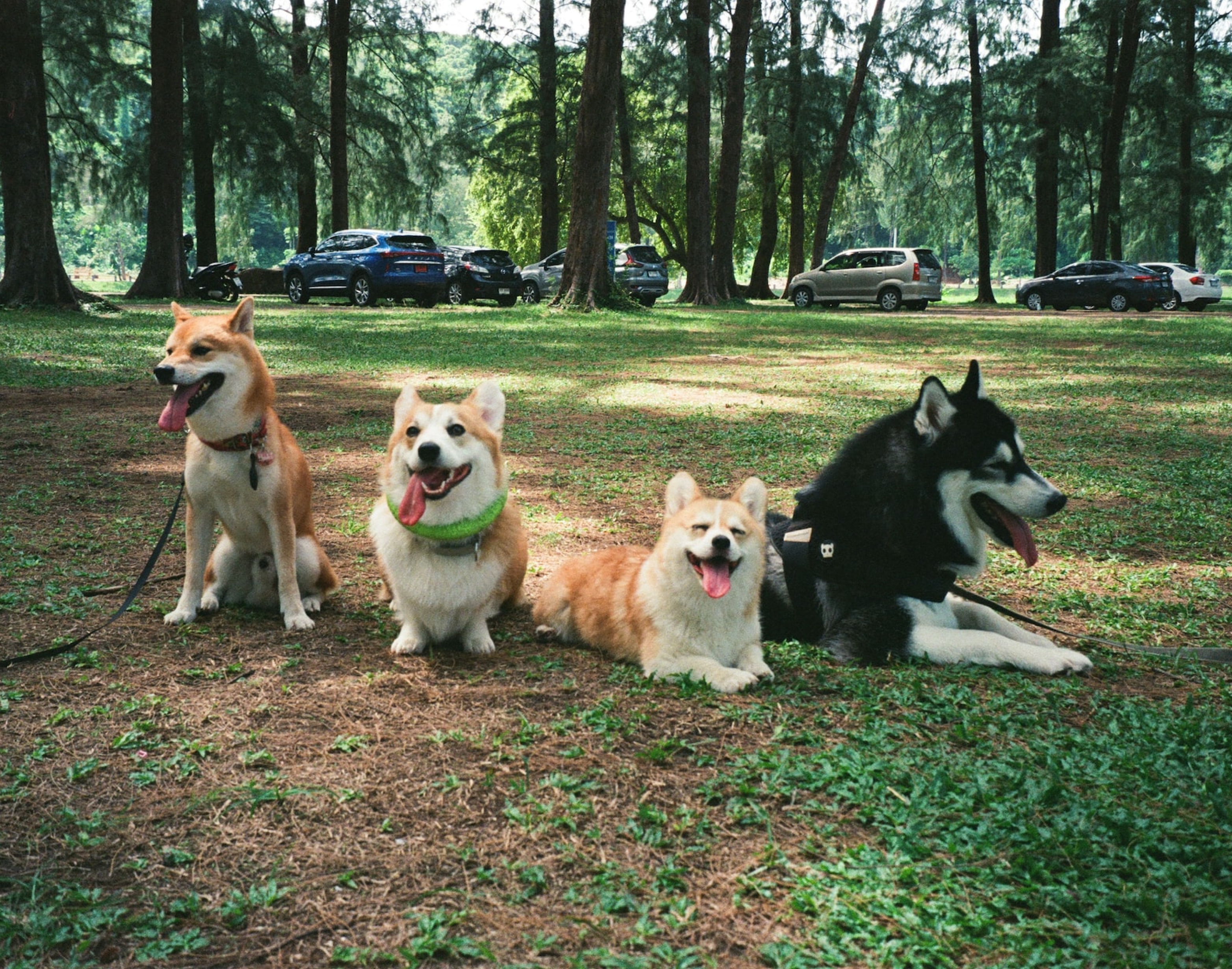 Hundar på en gräsmatta