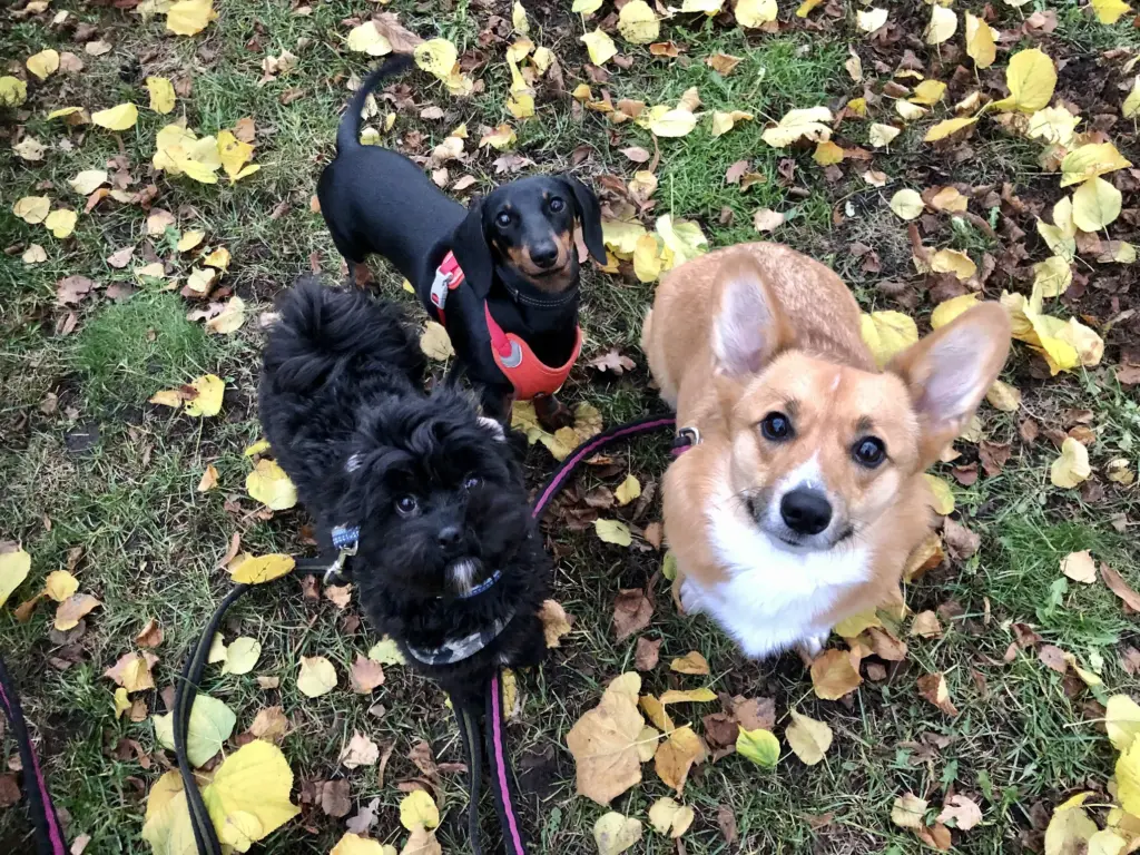 Hundgrottan Hunddagis och Hundpensionat