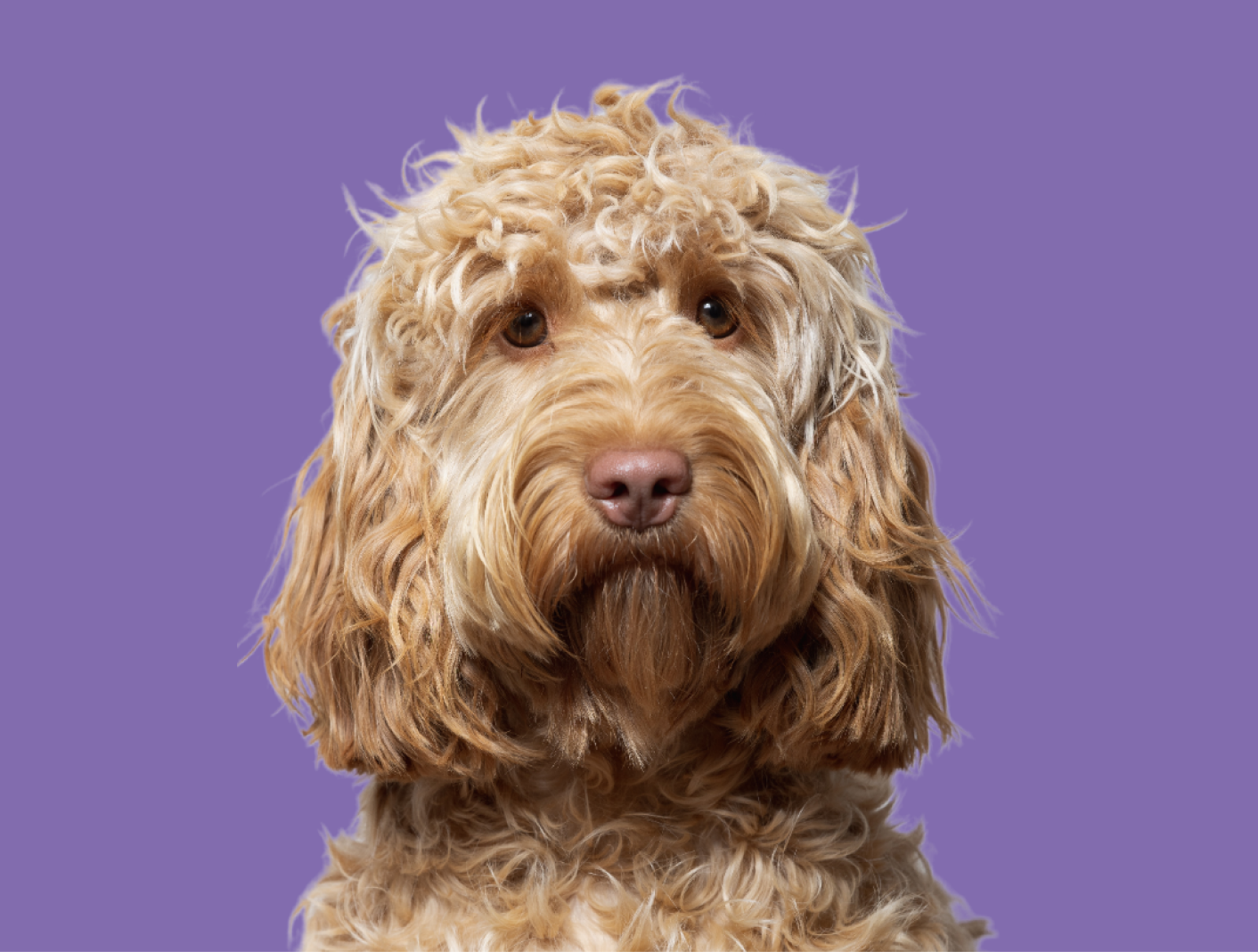 Hundvakt Södermalm | Leta bland + 800 Trestegs-verifierade hundvakter.