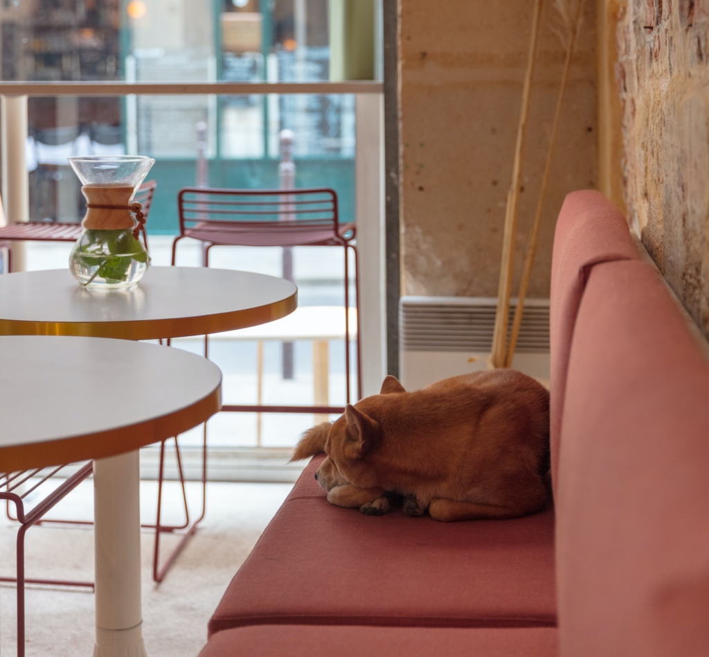 Hundvänliga kaféer i Stockholm