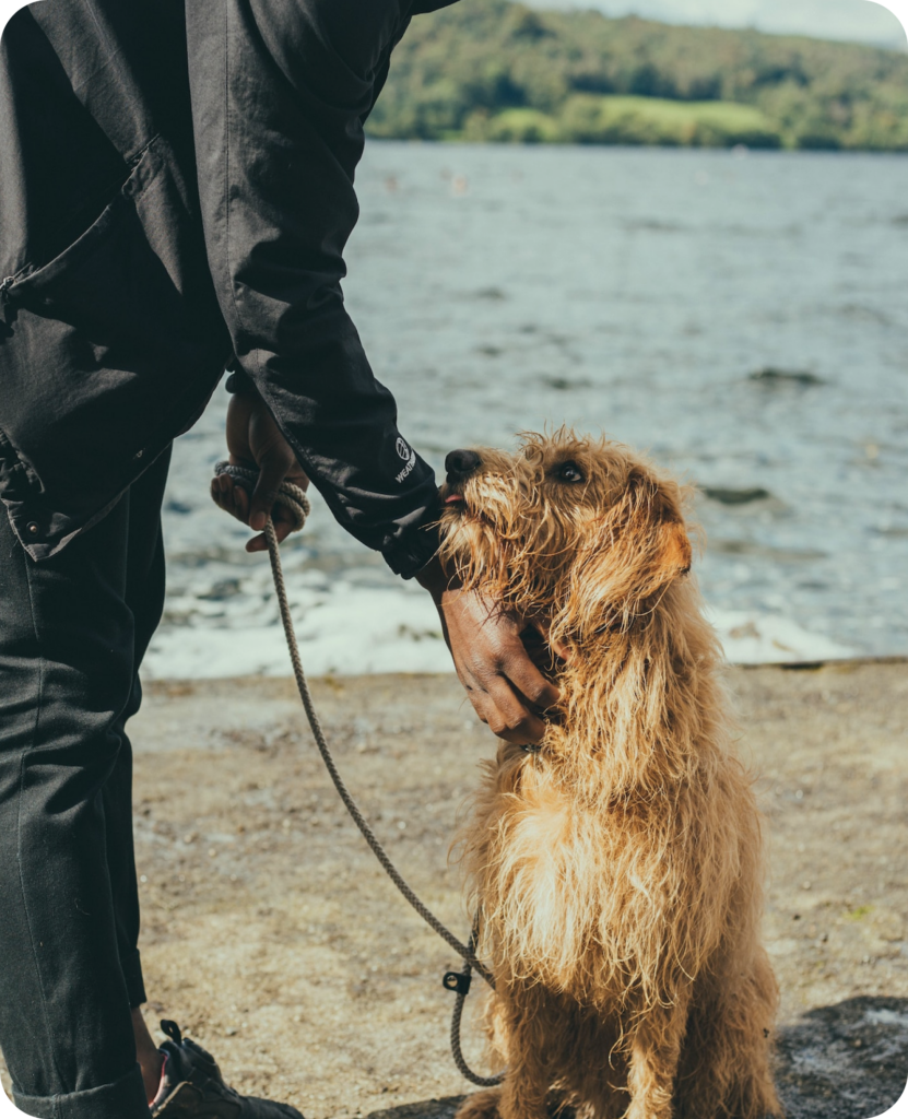 Obegränsat med direktförfrågningar​ med Woof+