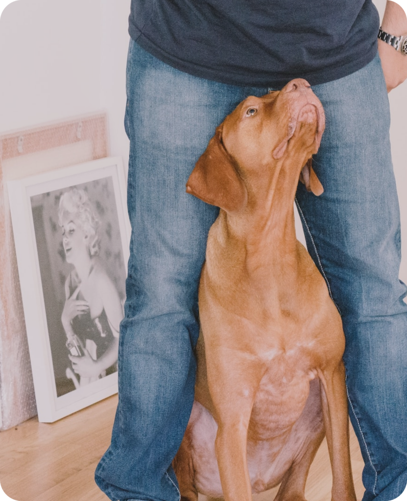 Prova helt gratis, avbryt när du vill​, med Woof+